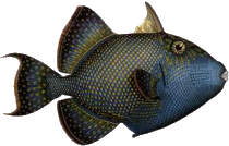 Red Mountain Heather