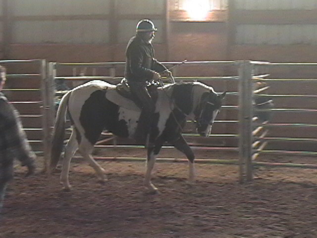 Black and White Homo ready for your mares