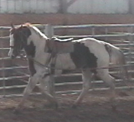 This horse has class