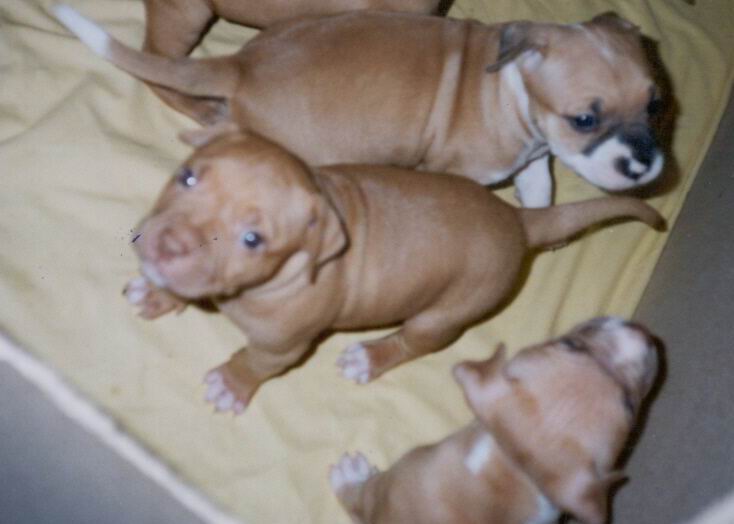 Teki as a pup