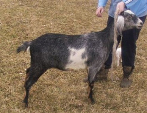 Aspen Jr Grand Champion 6/20/04