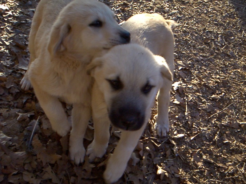 Anatolian Shepherds
