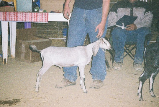 Valient Ghost Jr Grand Champion 6/19/04