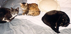 All three of us; now, can we get back to sleep now!?!
