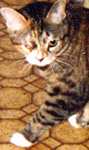 Champ the Cutie-pie