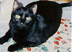 Tabitha the black cat! MEOW!
