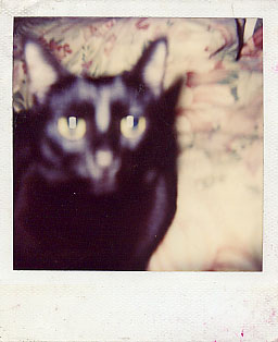 Aren't I pretty? MEOW!