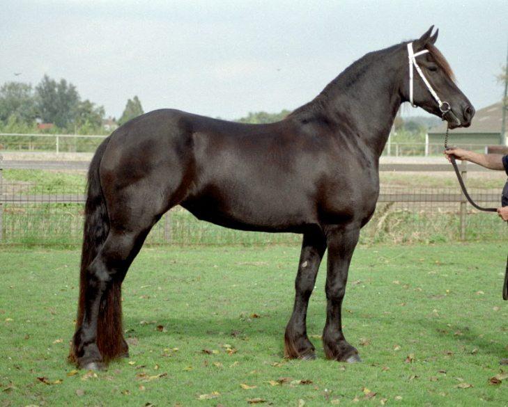 fri-t. VIR MVA Ch Puffnit FS