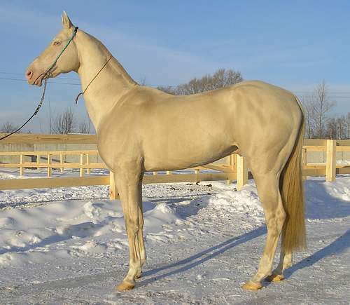 at-o. Flying Sparkels