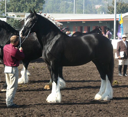 (c) Black Forest Shires