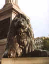 lion.jpg (29724 bytes)