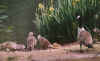 CanadaGeese.jpg (27745 bytes)