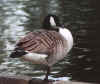 CanadaGoose.jpg (27761 bytes)