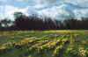 daffodils.jpg (34010 bytes)
