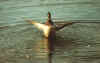 duck3.jpg (30983 bytes)
