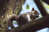 greysquirrel.jpg (23609 bytes)