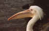 pelican2.jpg (22014 bytes)