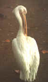 pellican1.jpg (19719 bytes)