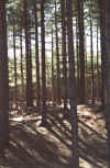 pinetrees.jpg (37034 bytes)