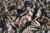 shells.jpg (40404 bytes)