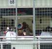 Button getting in to the car
