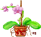 Pink Purple Orchid