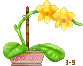 Yellow Orchid
