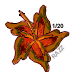 Sun Dried Hibiscus