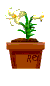 Day Lily