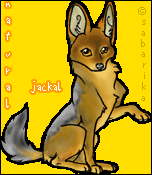 Natural Jackal