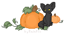 Pumpkin Patch