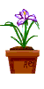 Purple Iris