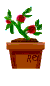 Red Mini Rose