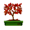 Autumn Mini Maple