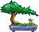 First Bonzai of Bonzai Trees Series: #1 - Pine Tree 