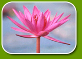 �͡���ᴧ�кҹ�ժ���ʴ����� 7.00 �.-9.00 �. �ͧ�ء�ѹ