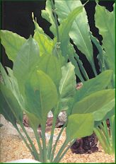 Amazon Broadleaf
