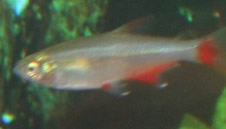 Blood Fin