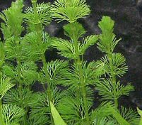 Green Cabomba