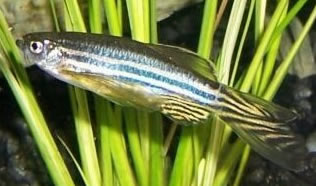 Zebra Danio