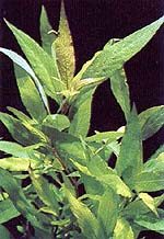 Corombosa (narrow leaf)