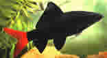 Red Tail Shark