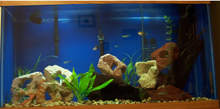 My Tank