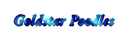 Go to Goldstar Poodles