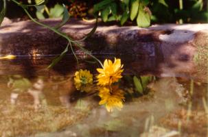 gardenpond