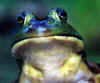 frog