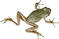 leapfrog