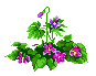 violets