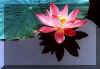 waterlily