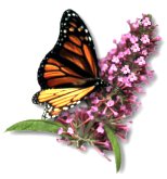 Flowers and Herbs Lovers Webring